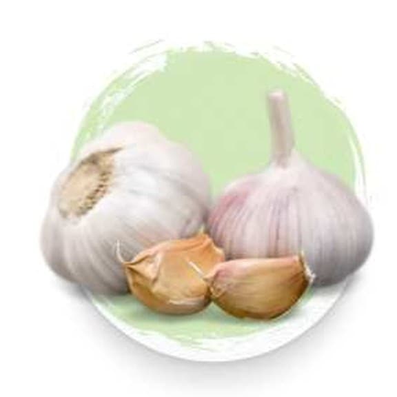 Dehydrated Garlic